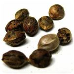 Семена марихуаны АК-47  (Seeds AK-47) в Яранске